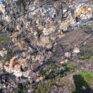 この木なんの木？