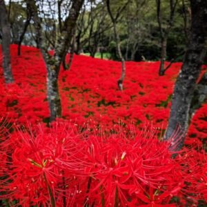 イメージ：松山市窪野町彼岸花群生地